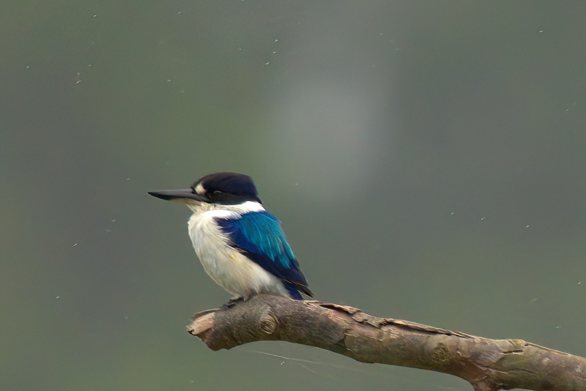 Forest Kingfisher - ML627609487