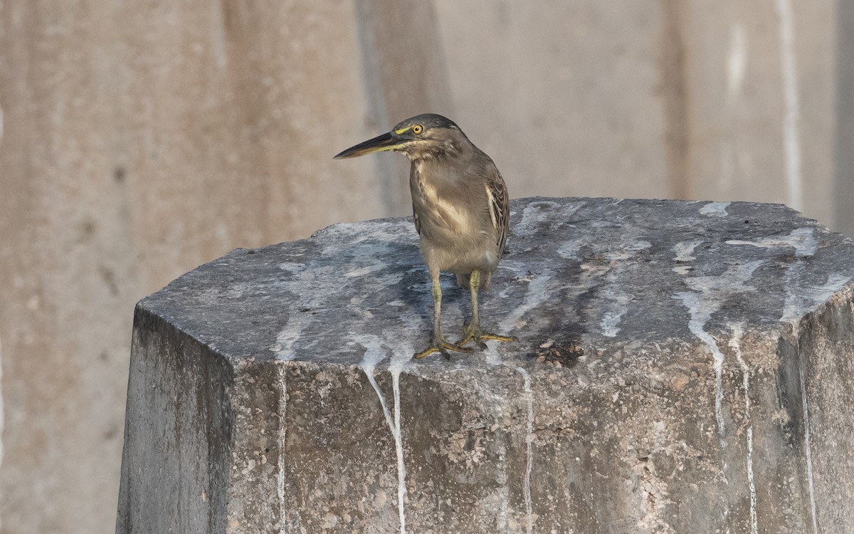 Striated Heron - ML627609495