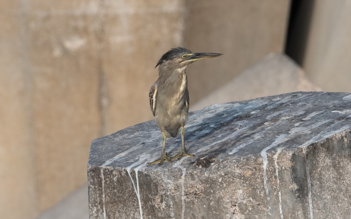 Striated Heron - ML627609496