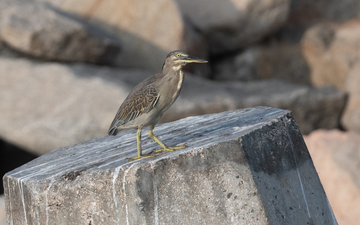 Striated Heron - ML627609497