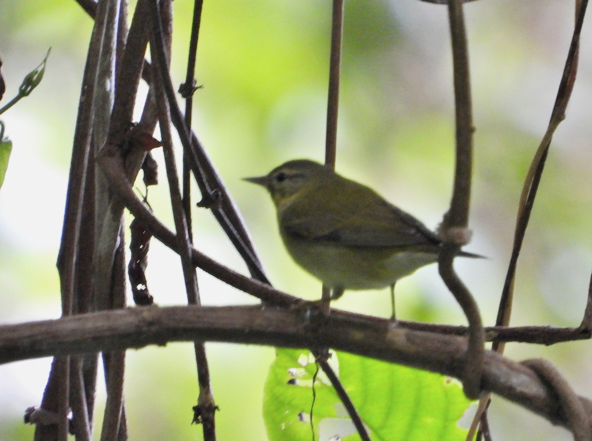 Tennessee Warbler - ML627609506