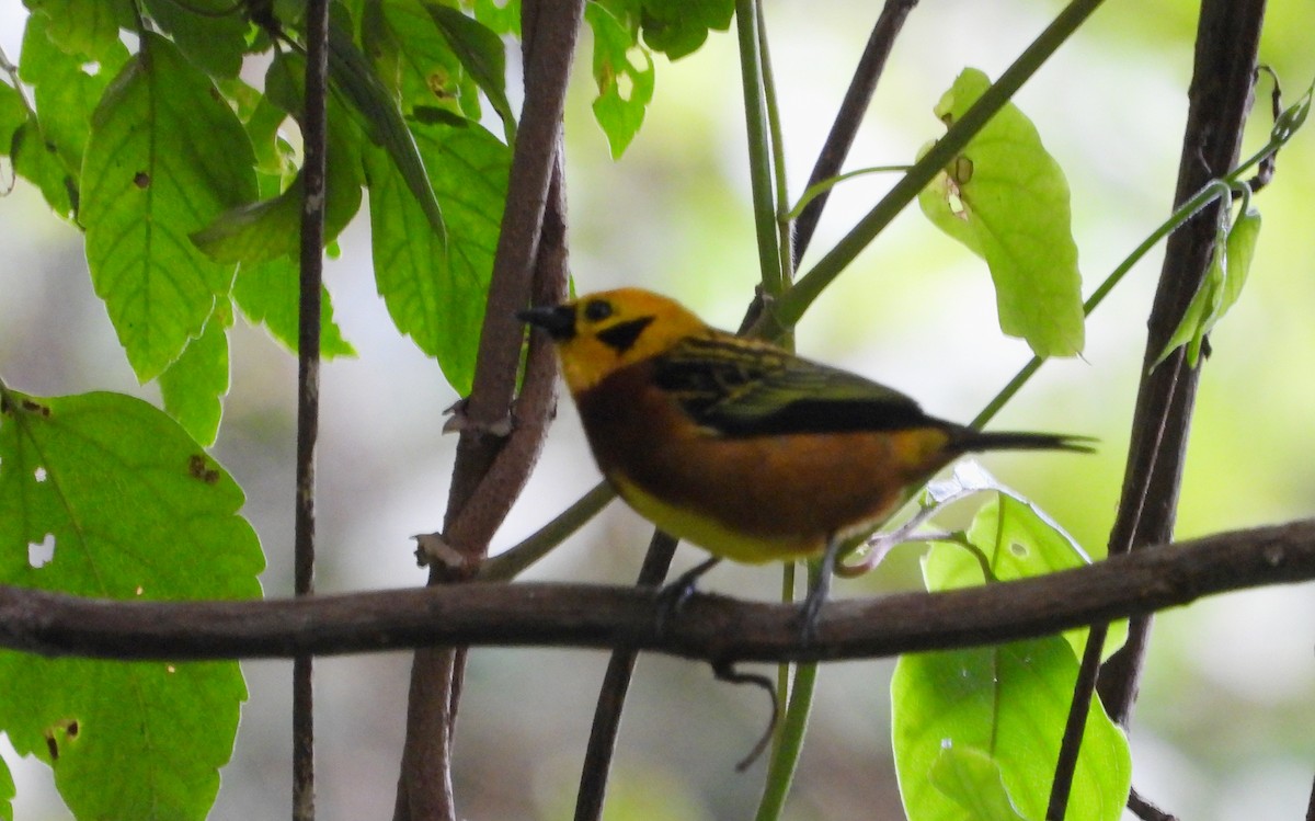 Golden Tanager - ML627609547