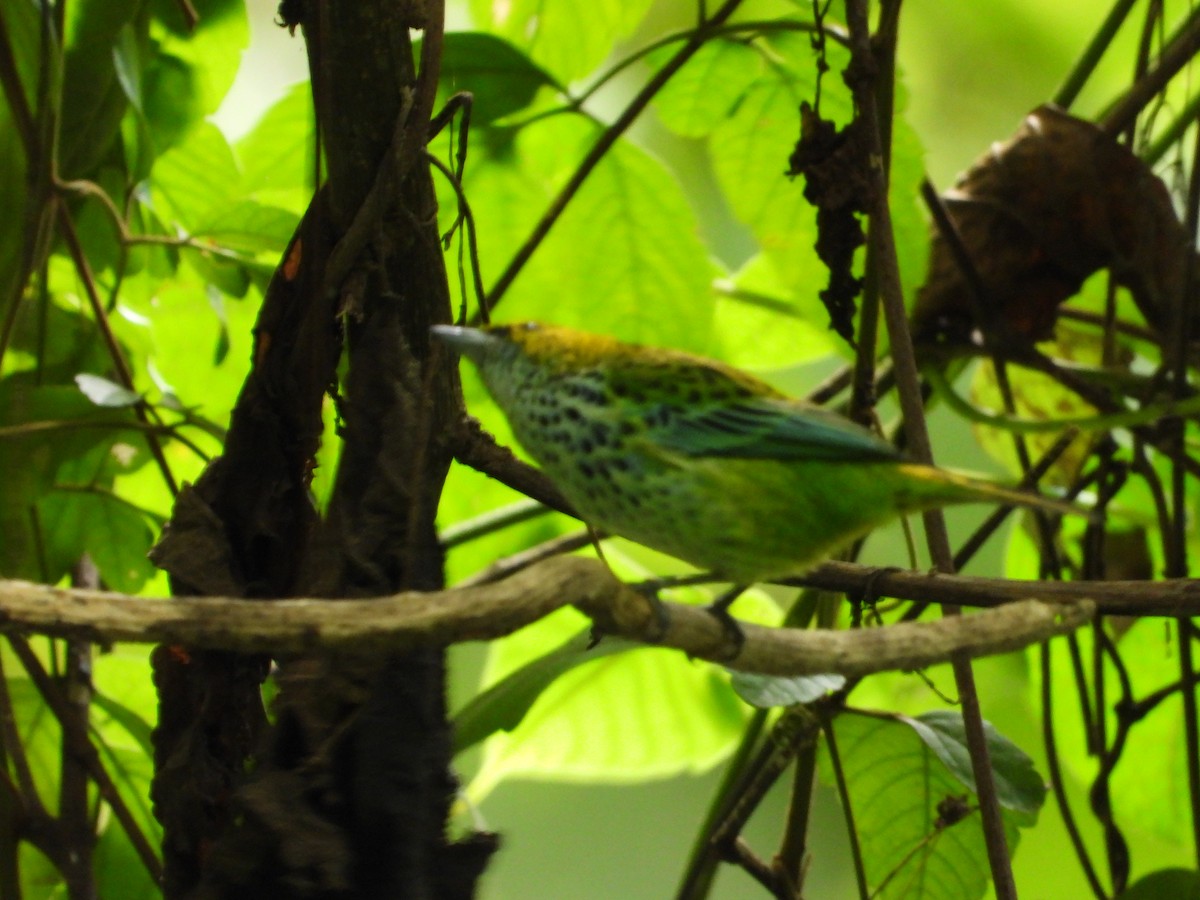 Speckled Tanager - ML627609557