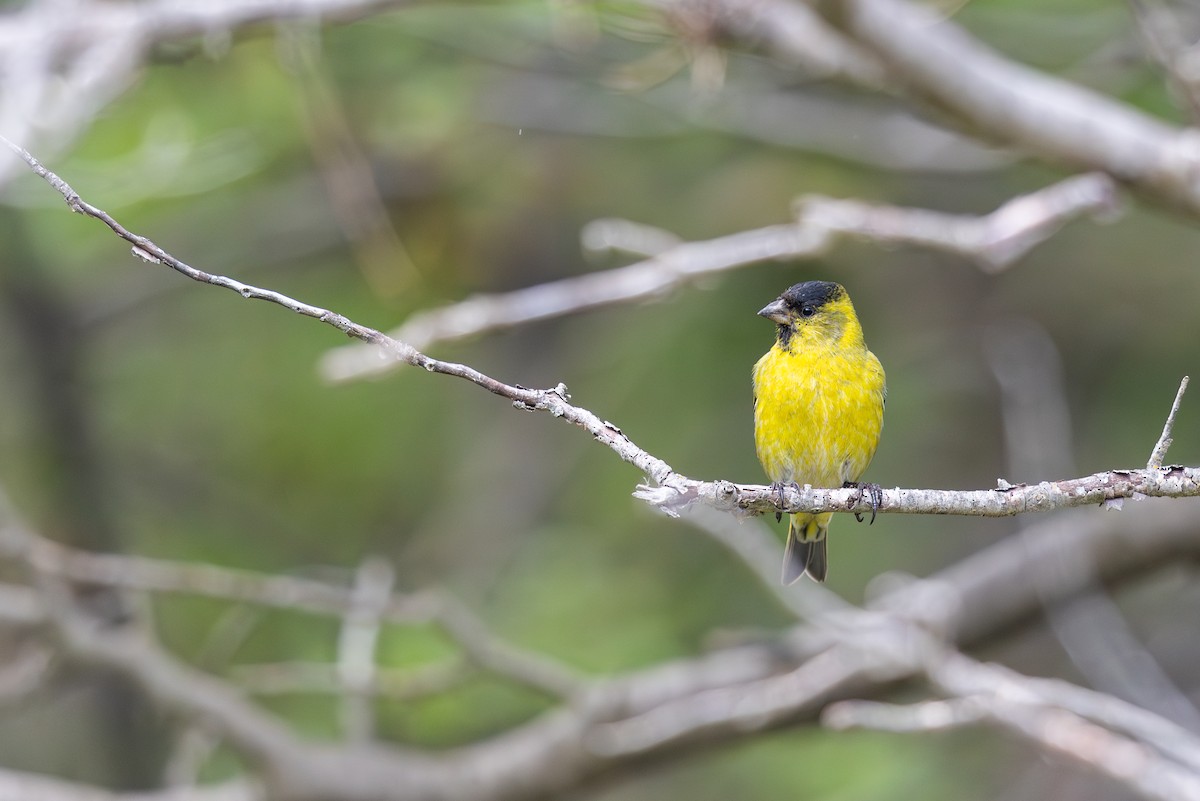 Black-chinned Siskin - ML627609644