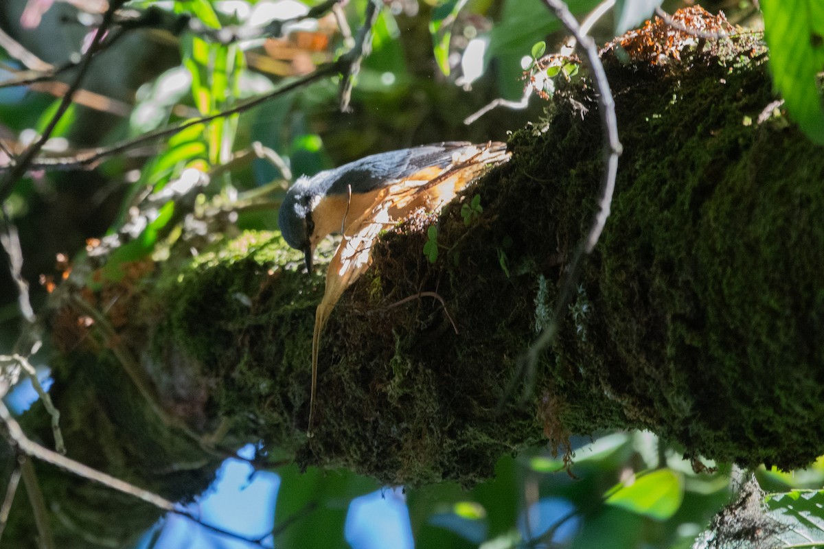 nuthatch sp. - ML627609832
