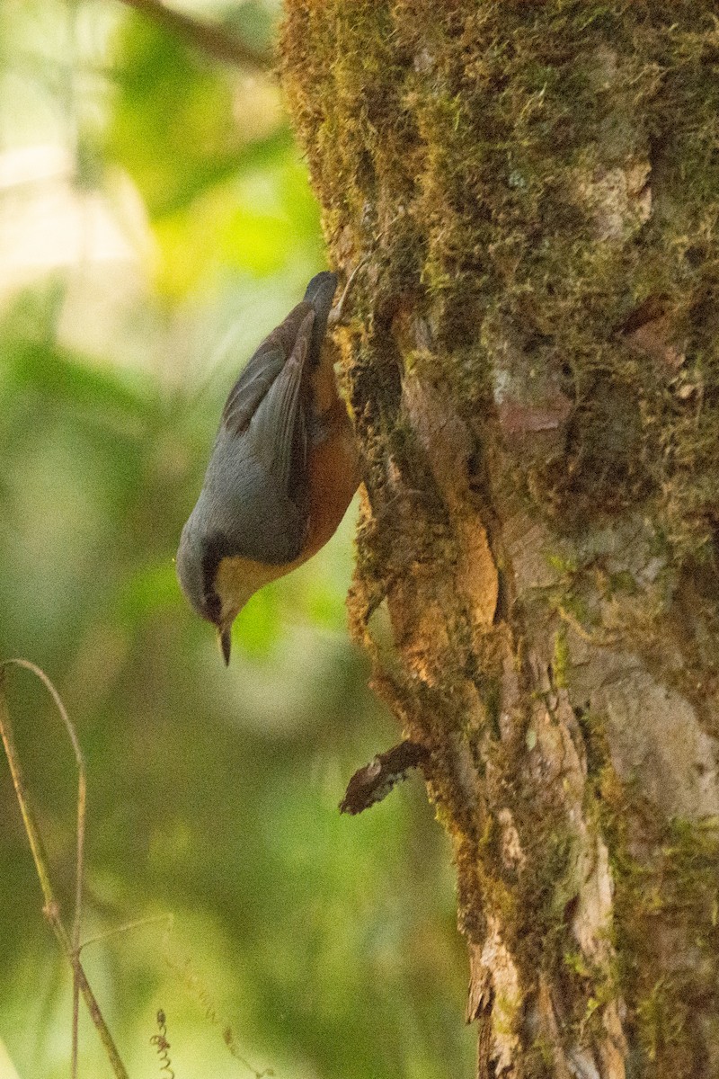 nuthatch sp. - ML627609833