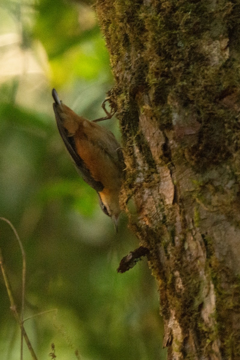 nuthatch sp. - ML627609834