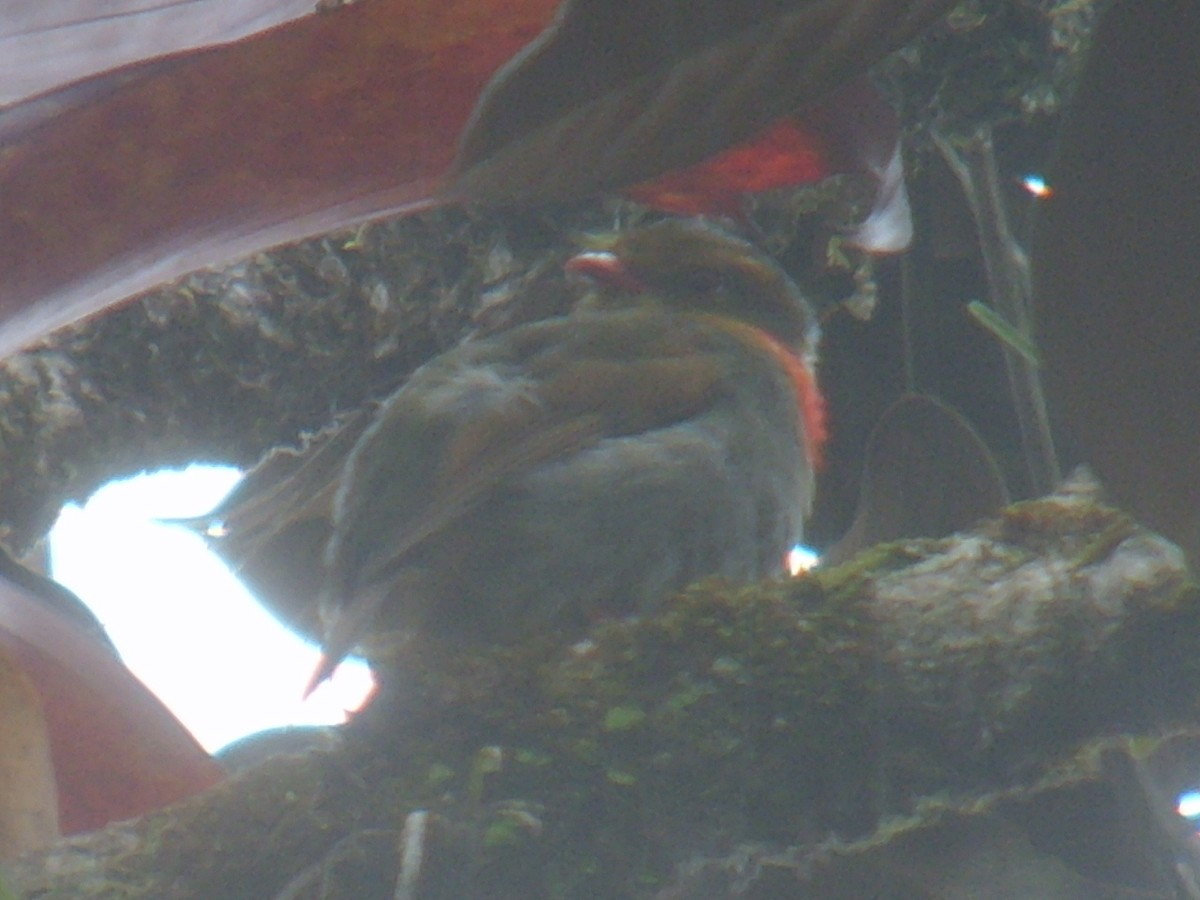 Red-banded Fruiteater - ML627609889
