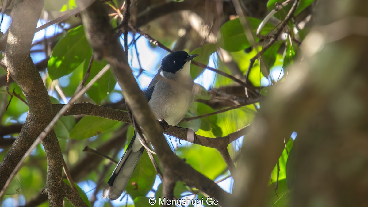 Black-headed Sibia (Black-headed) - ML627609977