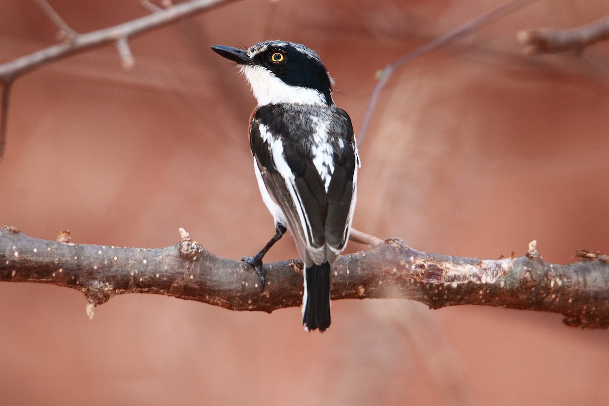 Pygmy Batis - ML627610009