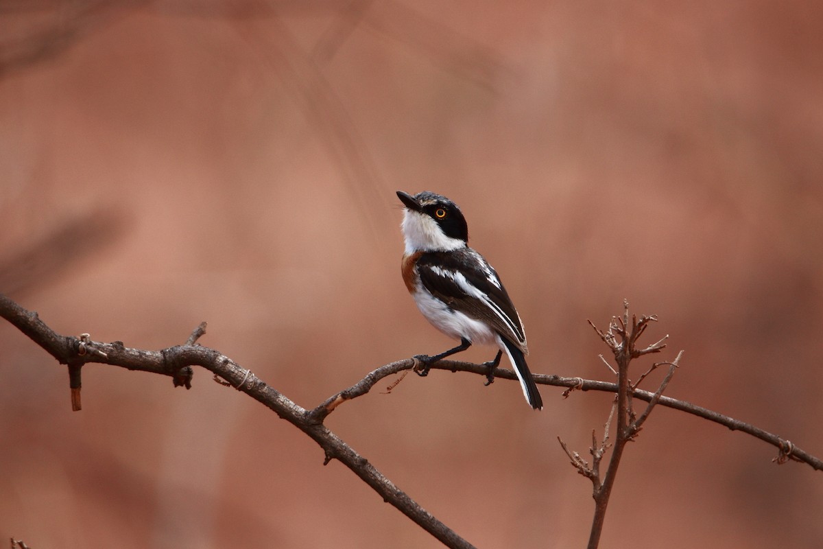 Pygmy Batis - ML627610010