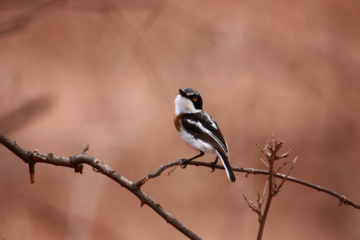 Pygmy Batis - ML627610011