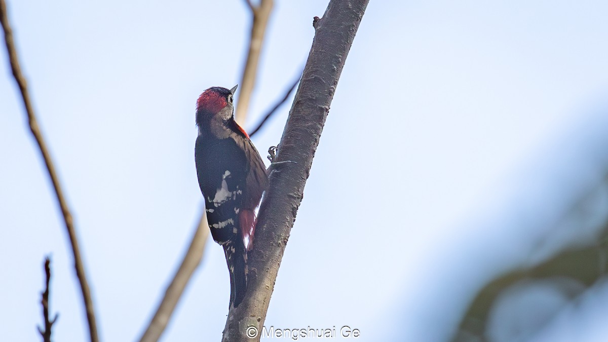 Necklaced Woodpecker - ML627610054