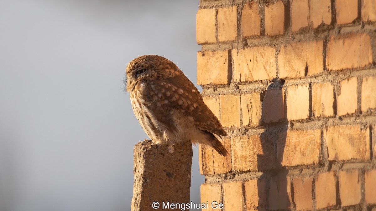 Little Owl (Little) - ML627610089