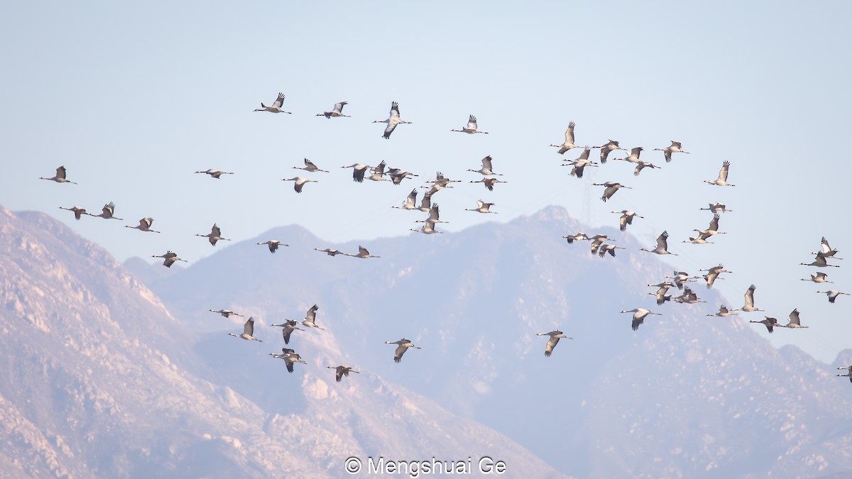 Common Crane - ML627610093