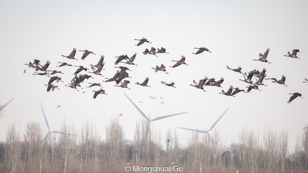 Common Crane - ML627610094