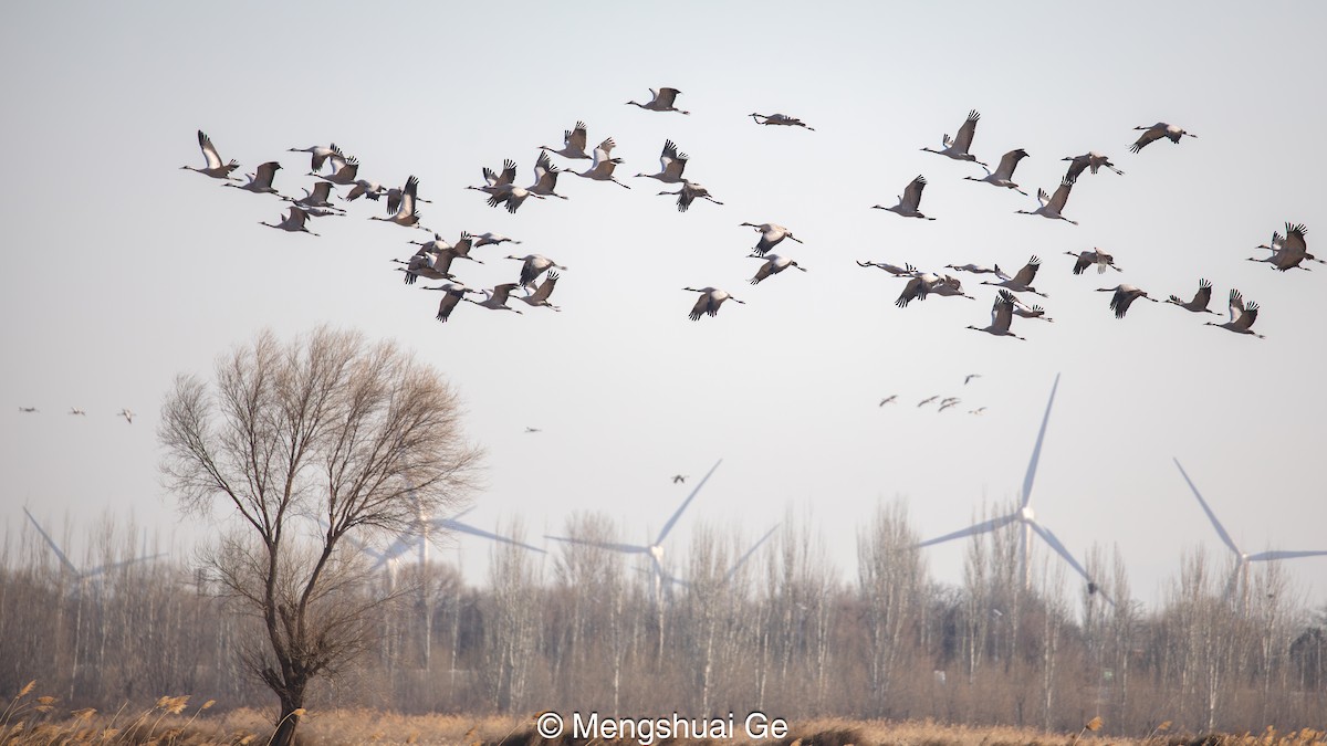 Common Crane - ML627610097