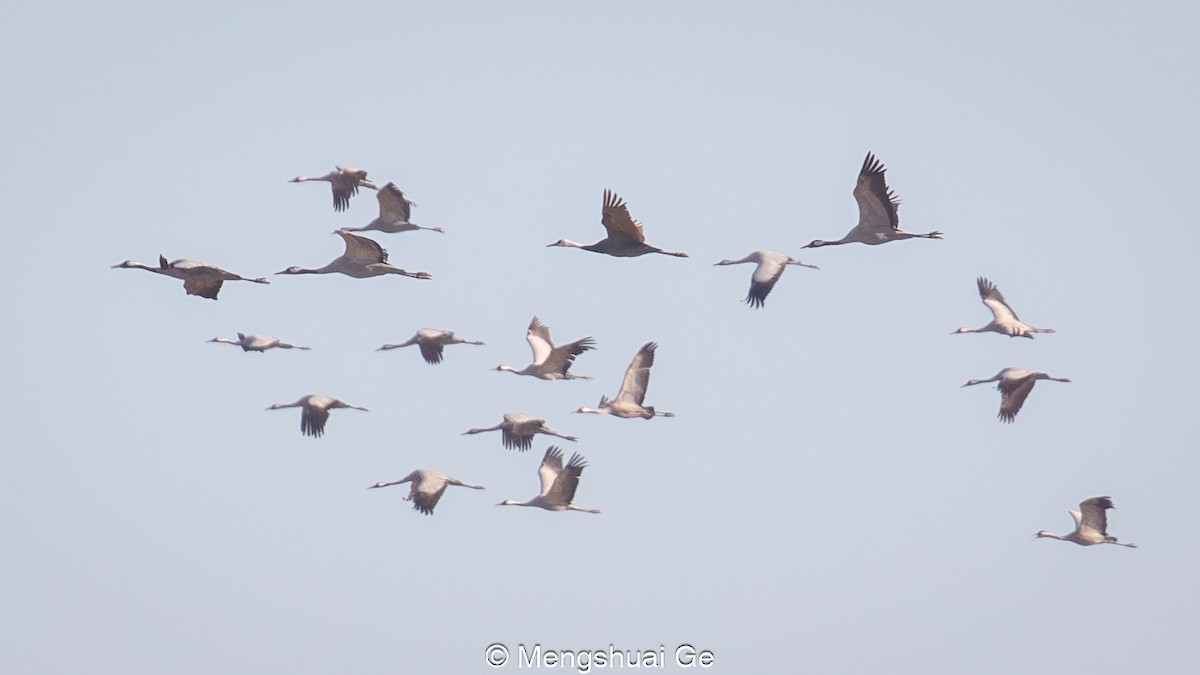 Hooded Crane - ML627610098