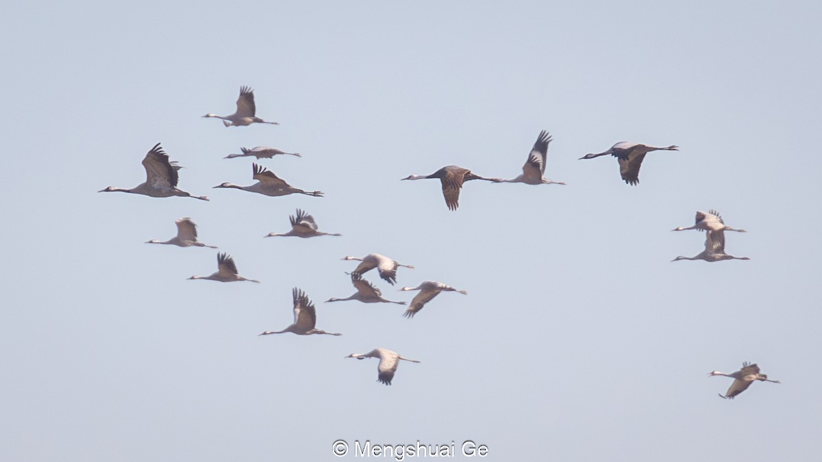 Hooded Crane - ML627610099