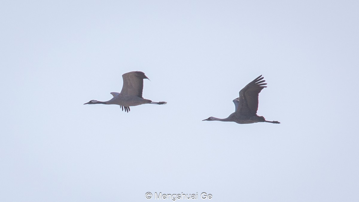 Common x Hooded Crane (hybrid) - ML627610108