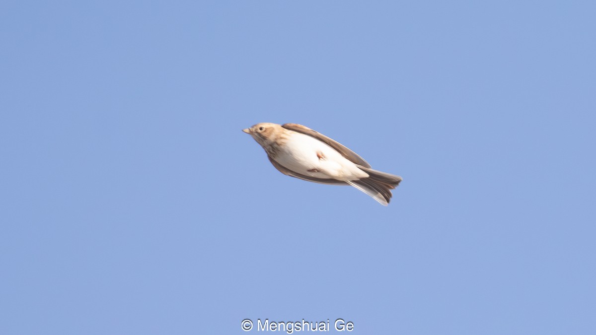 Asian Short-toed Lark - ML627610116