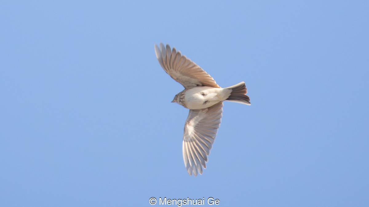 Asian Short-toed Lark - ML627610117