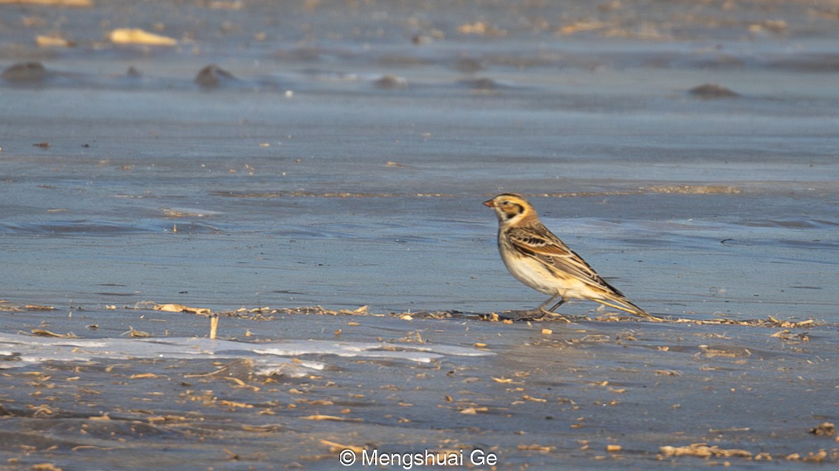 Lapland Longspur - ML627610120