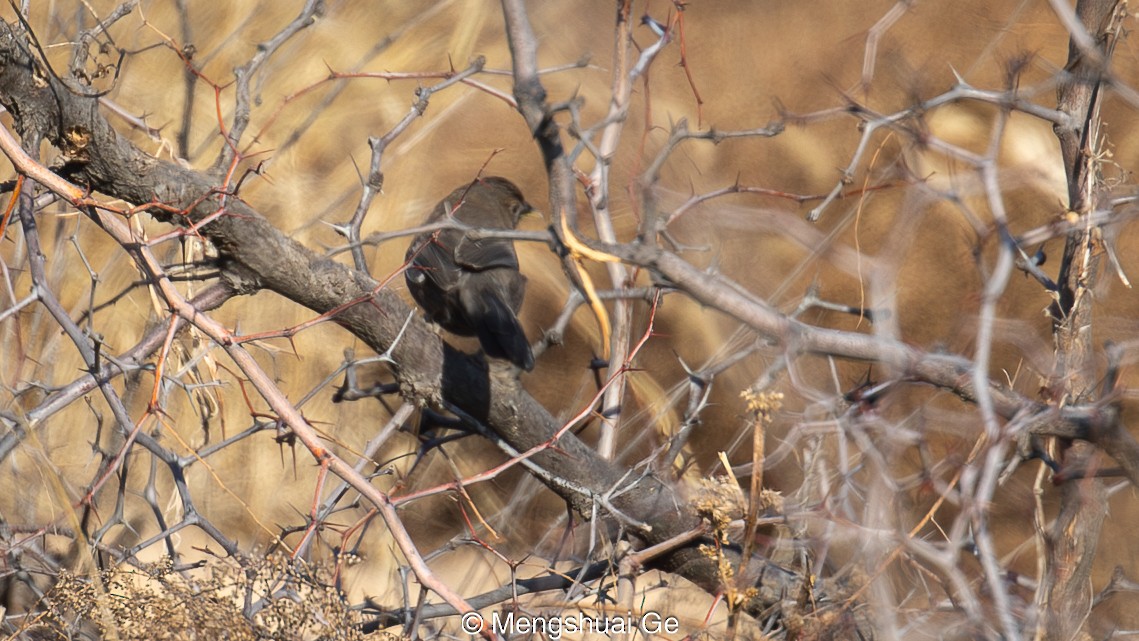 Pere David's Laughingthrush - ML627610128