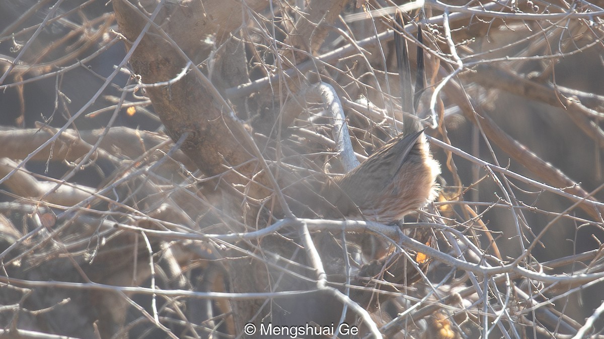 Beijing Babbler - ML627610129