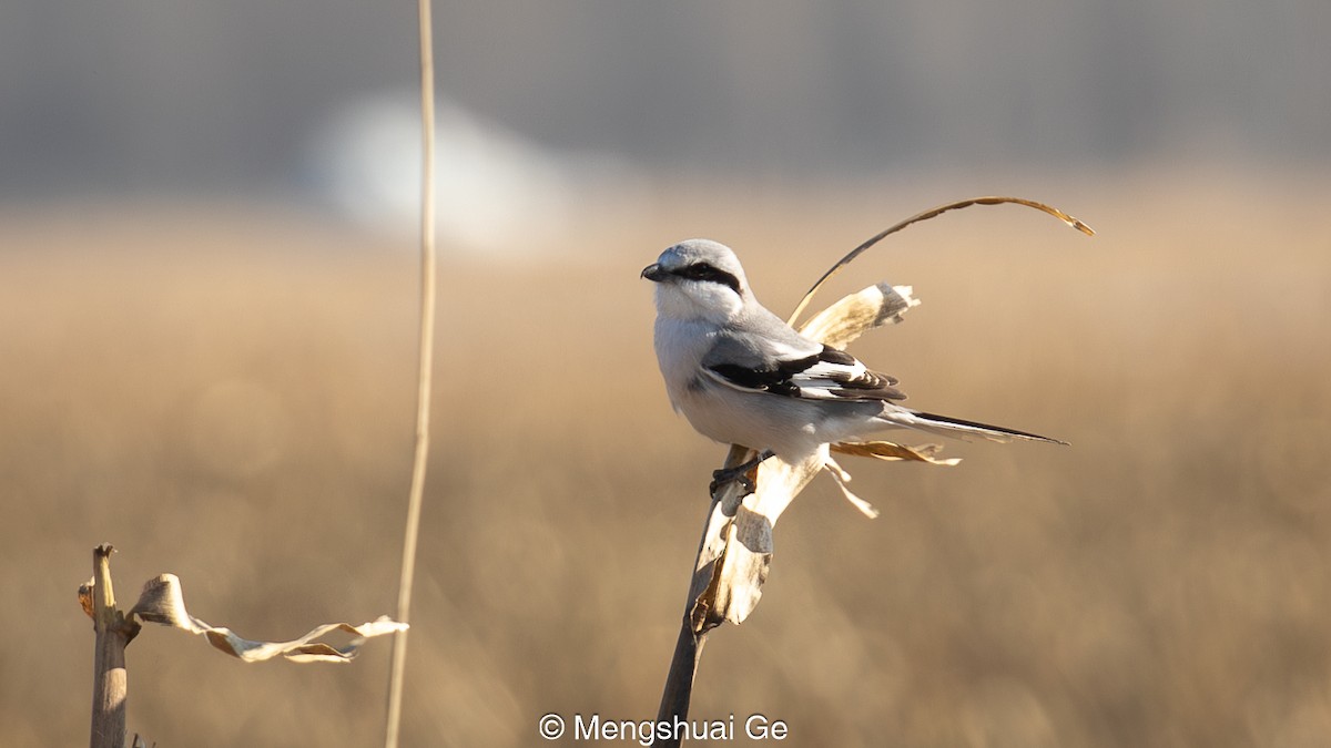 Chinese Gray Shrike - ML627610131