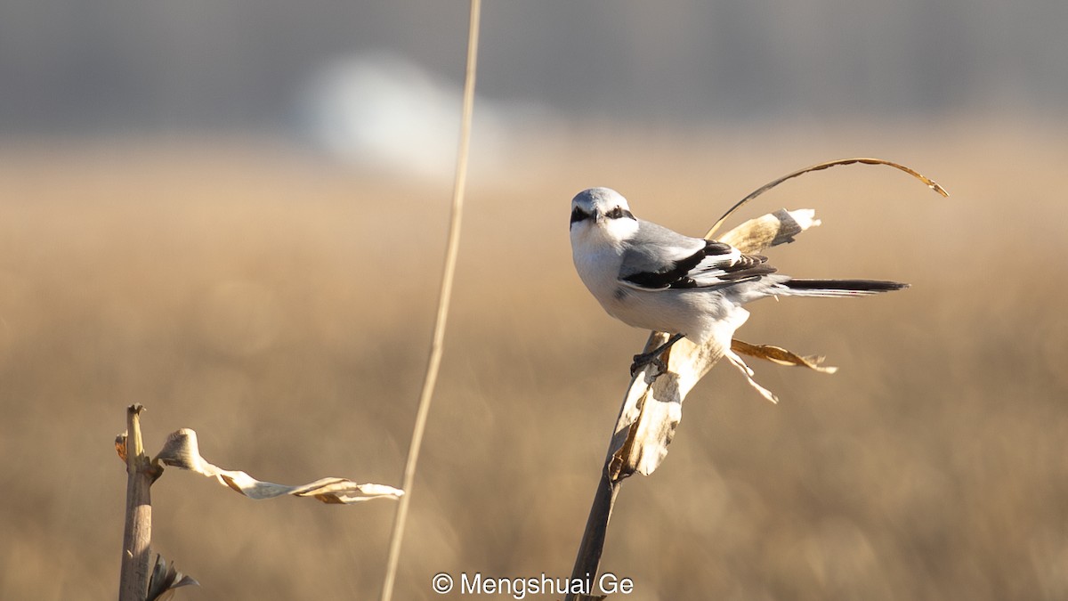 Chinese Gray Shrike - ML627610132