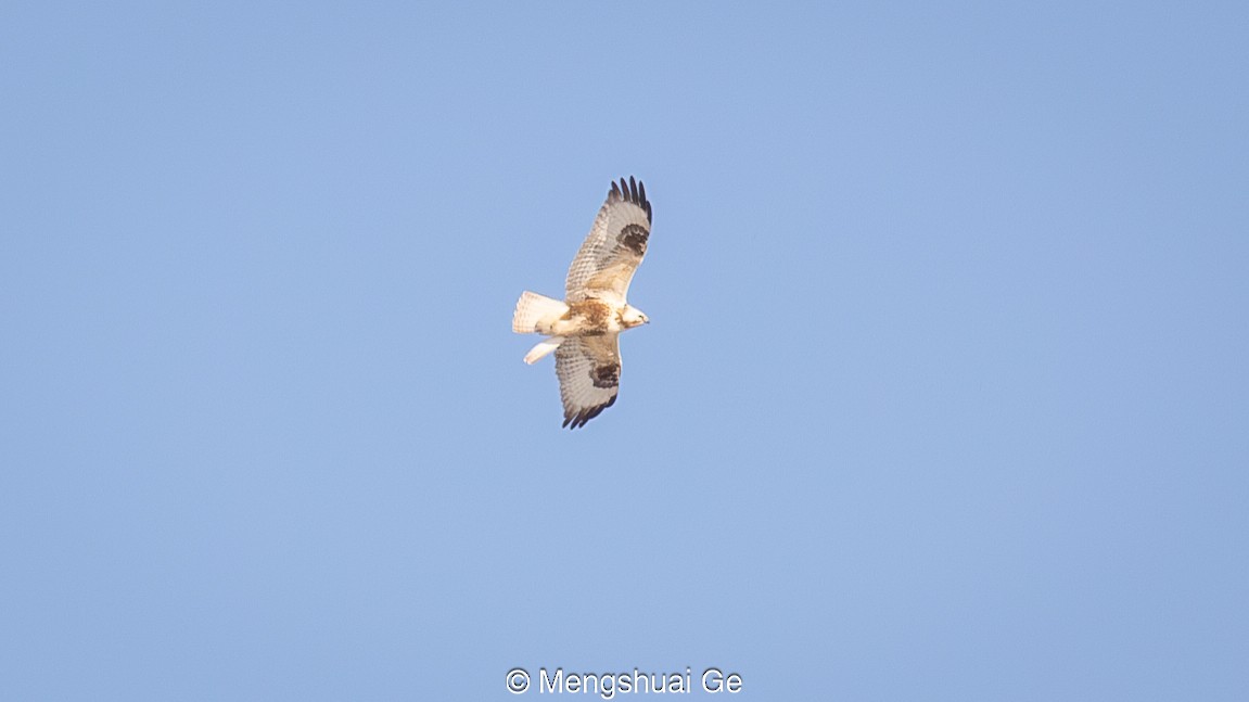 Upland Buzzard - ML627610139