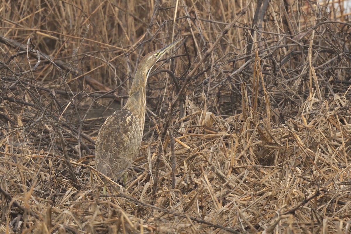 אנפה משורטטת אמריקנית - ML627610144