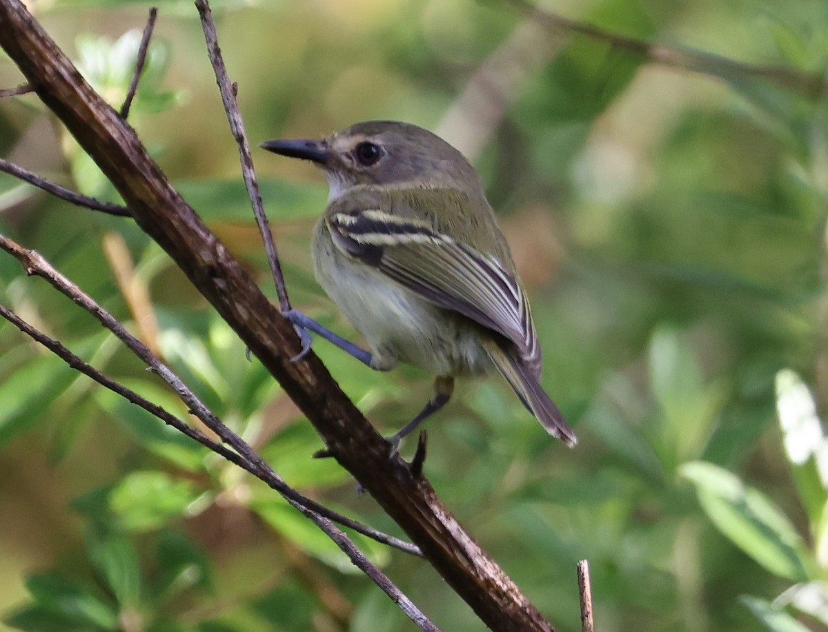 Серощёкий тоди-мухолов - ML627610165