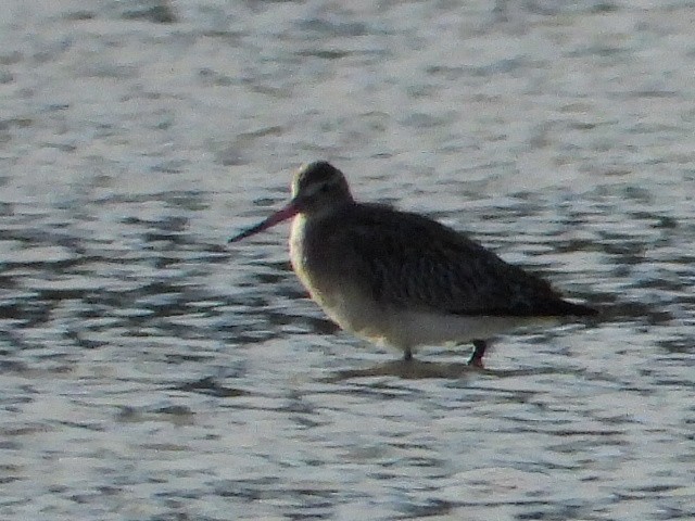 Bar-tailed Godwit - ML627610167