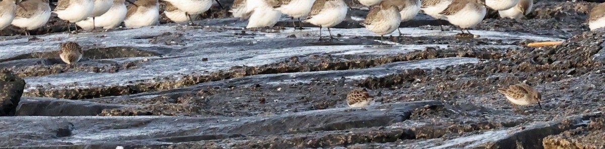 Least Sandpiper - ML627610224