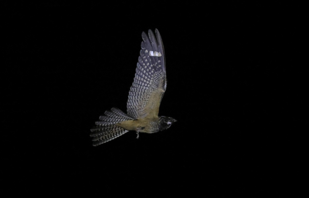 Spotted Nightjar - ML627610248