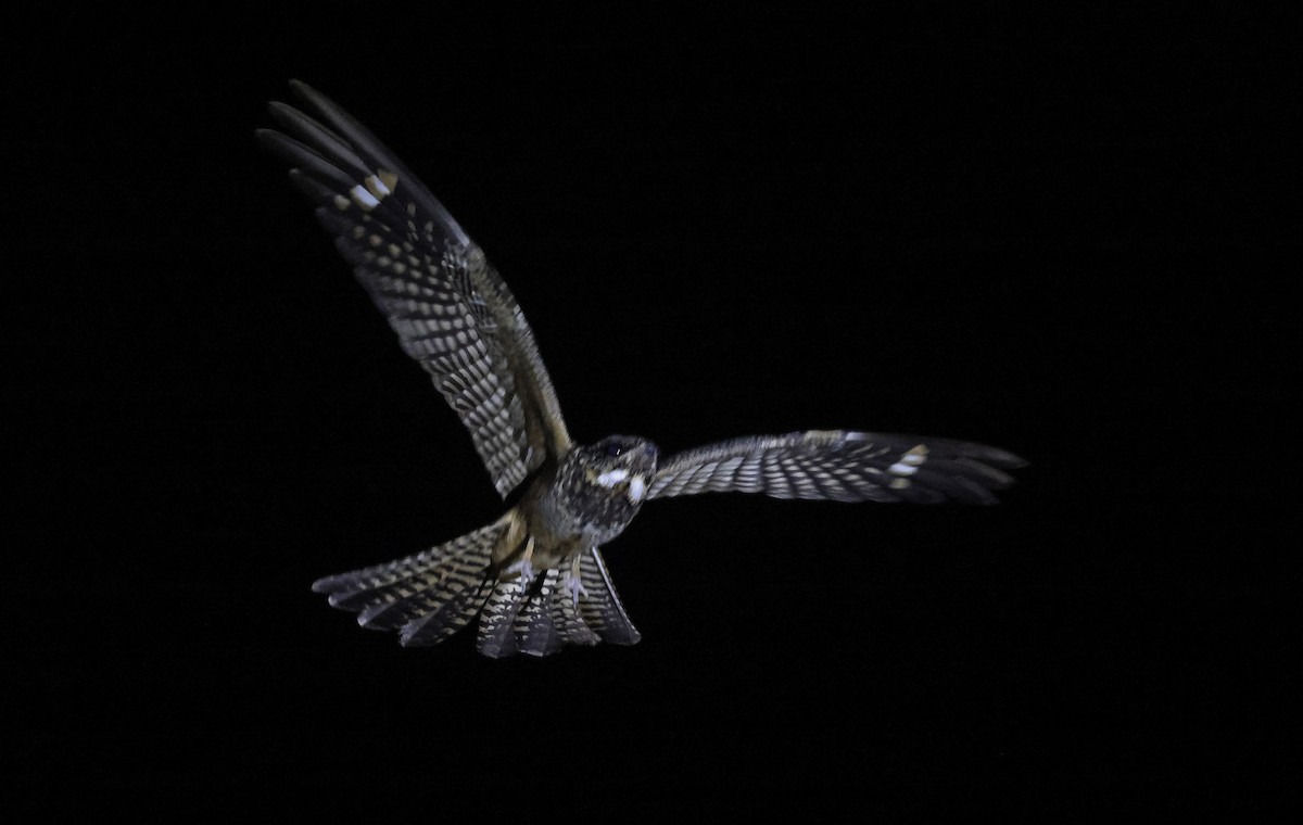 Spotted Nightjar - ML627610257