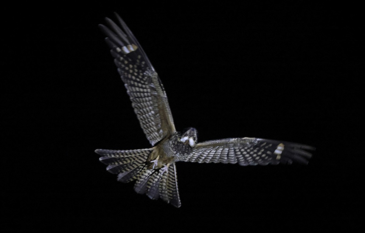 Spotted Nightjar - ML627610266