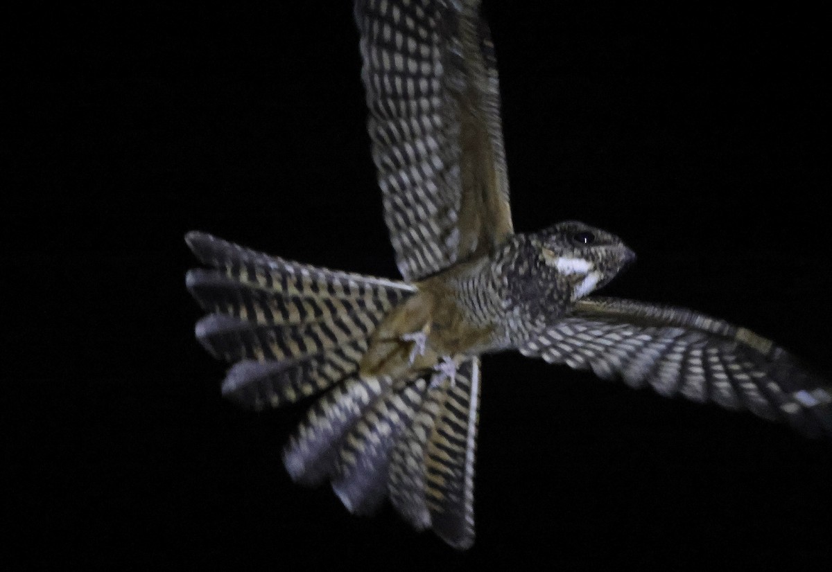 Spotted Nightjar - ML627610293