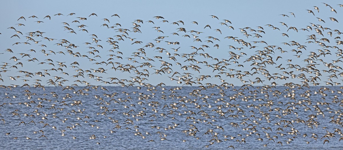 Western Sandpiper - ML627610386