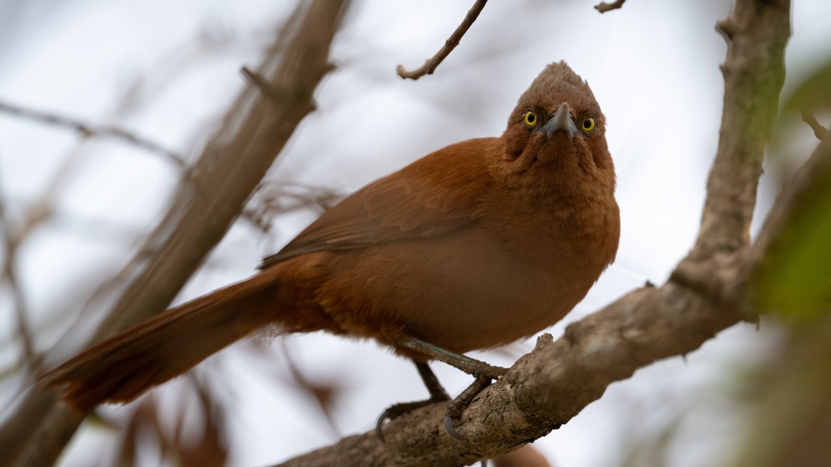 Rufous Cacholote - ML627610636