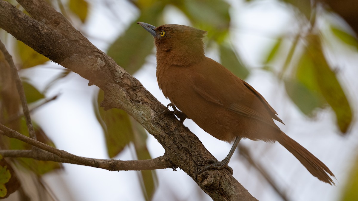 Rufous Cacholote - ML627610637