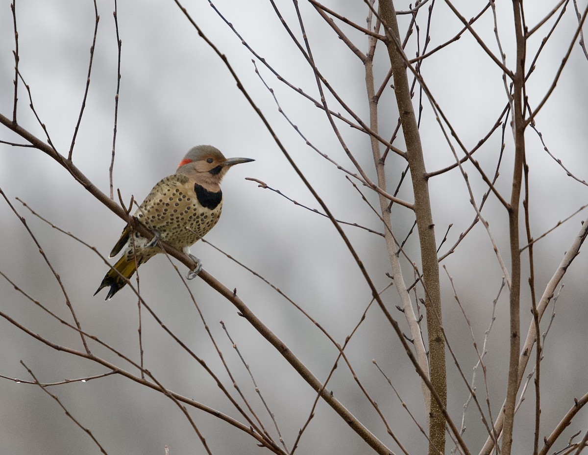 Northern Flicker - ML627610877