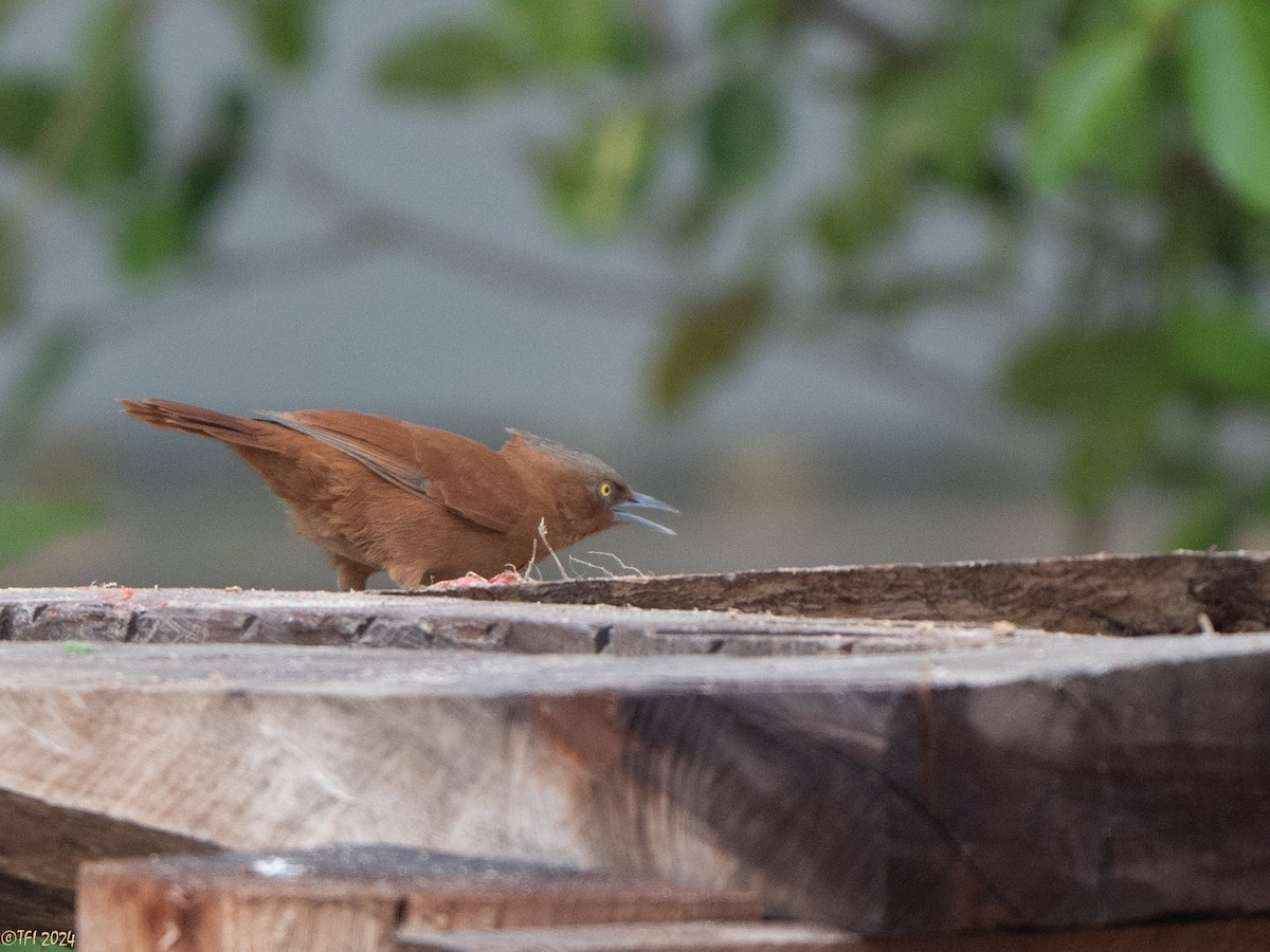 Rufous Cacholote - ML627610896