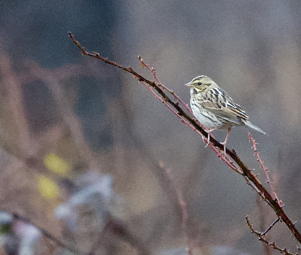 Savannah Sparrow - ML627610950