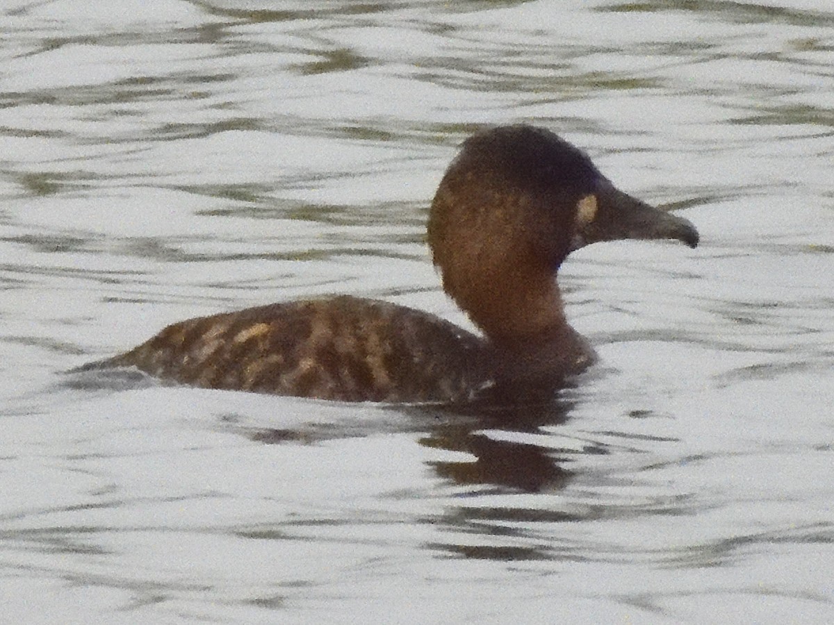 Dendrocygne à dos blanc - ML627611024