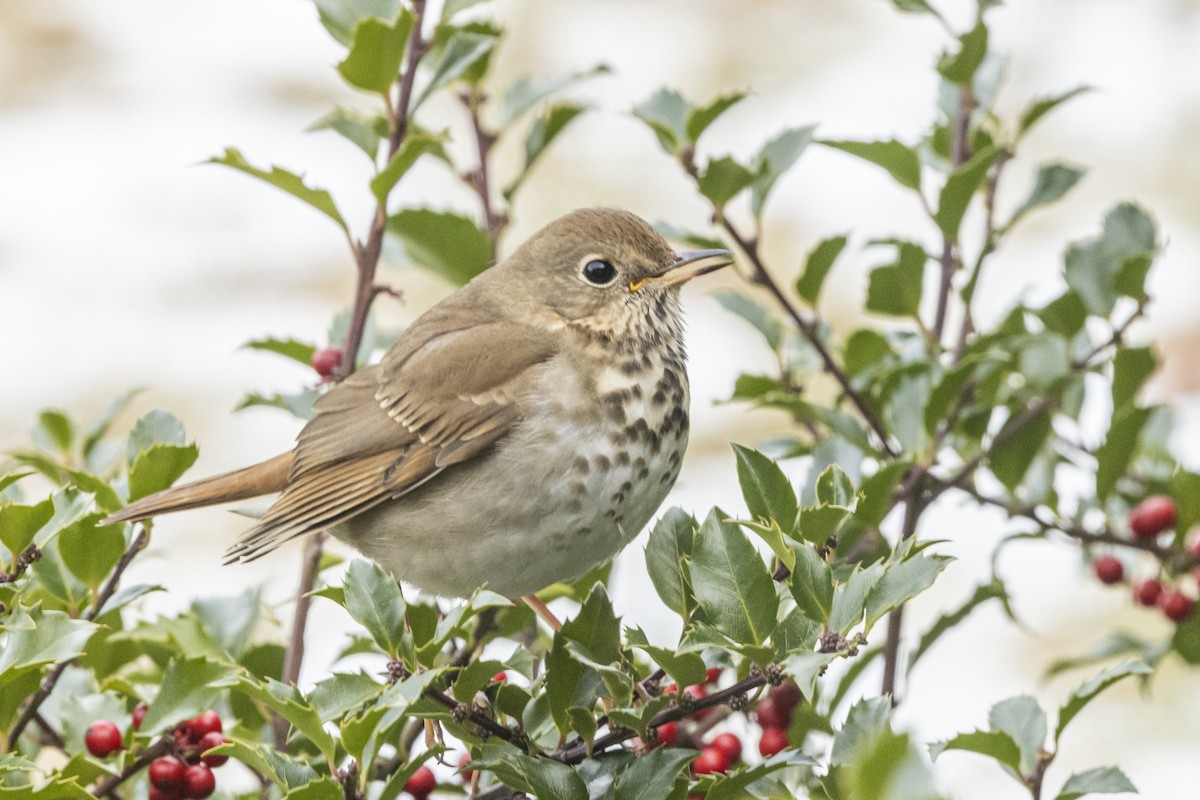 Hermit Thrush - ML627611155