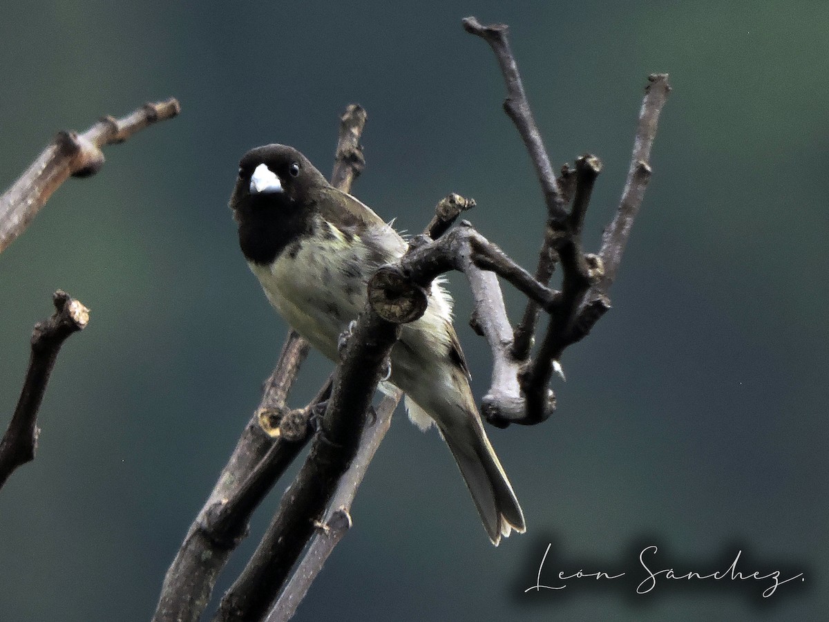 Yellow-bellied Seedeater - ML627611232