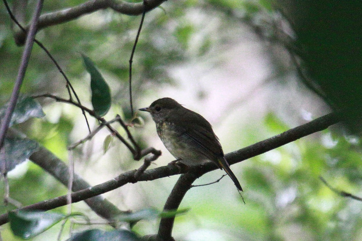 White-starred Robin - ML627611276